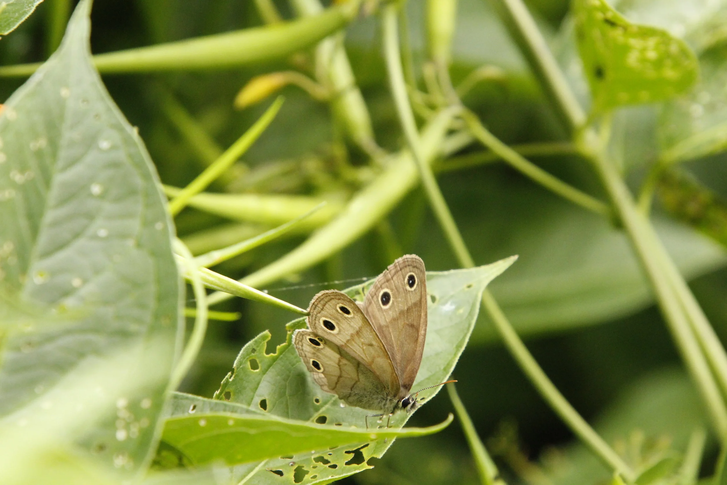 Summer Butterflies and Wildflowers Guided Walk 