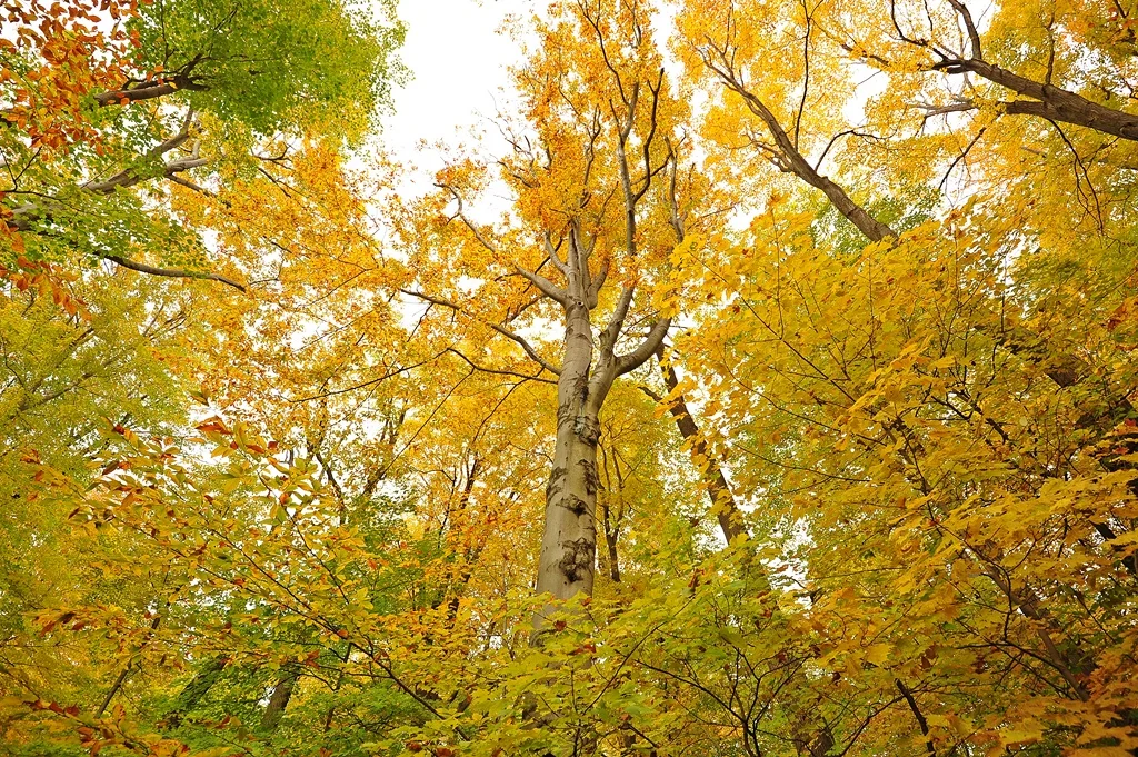 Partner Event: Work Day at Gosnell Big Woods
