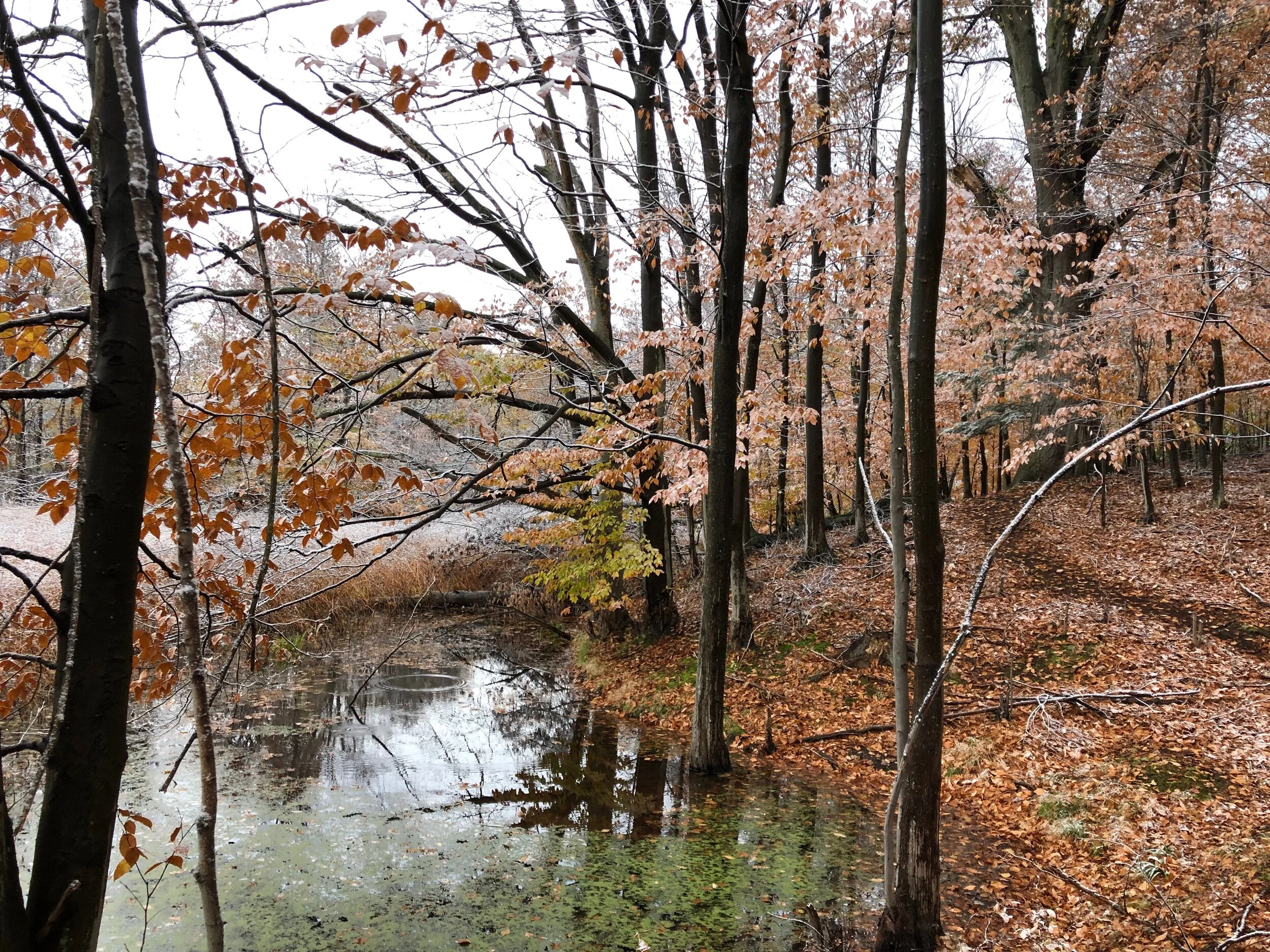 Macyville Woods Nature Preserve Ribbon Cutting