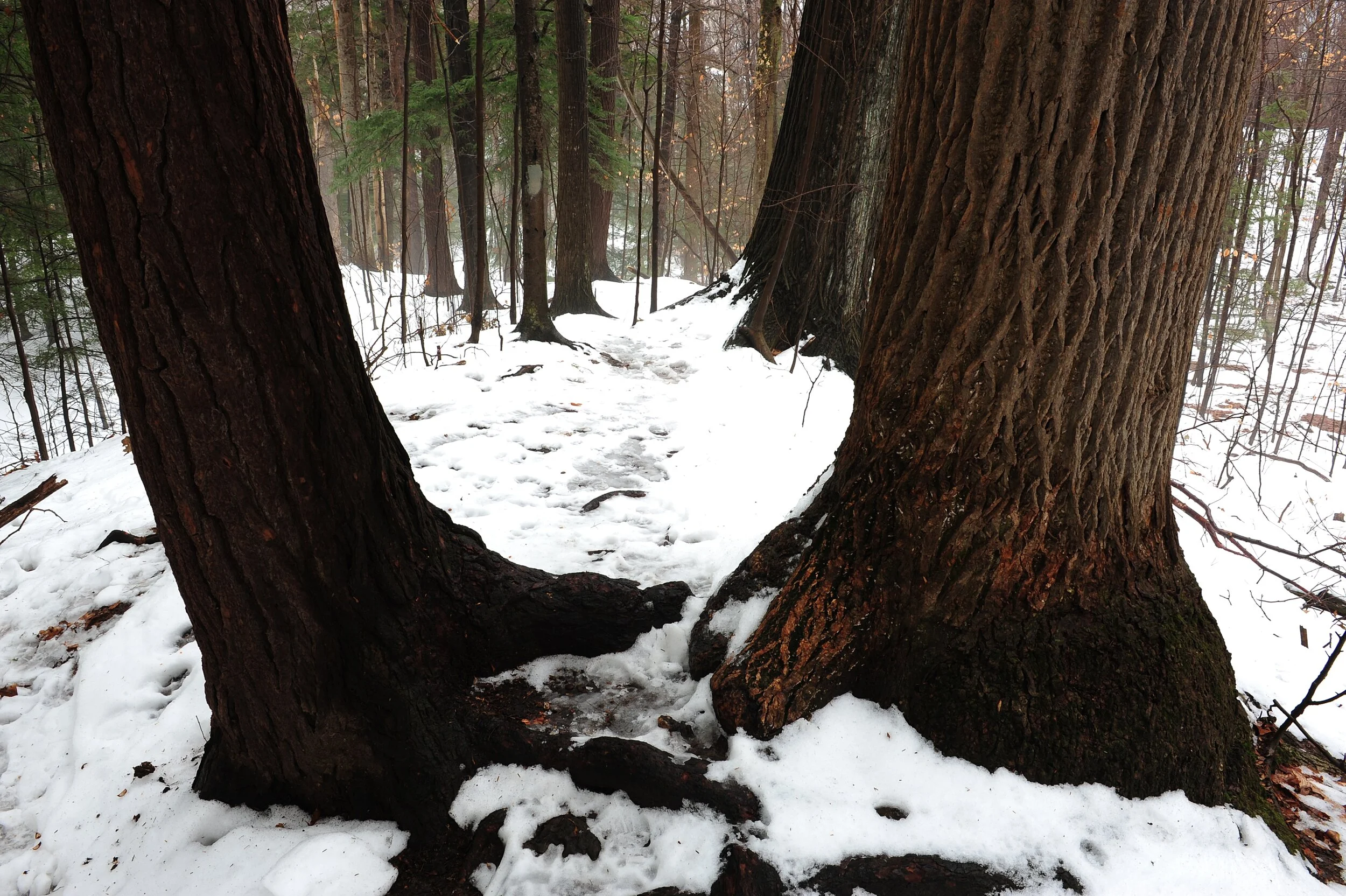 First Day Hike at Gosnell Big Woods