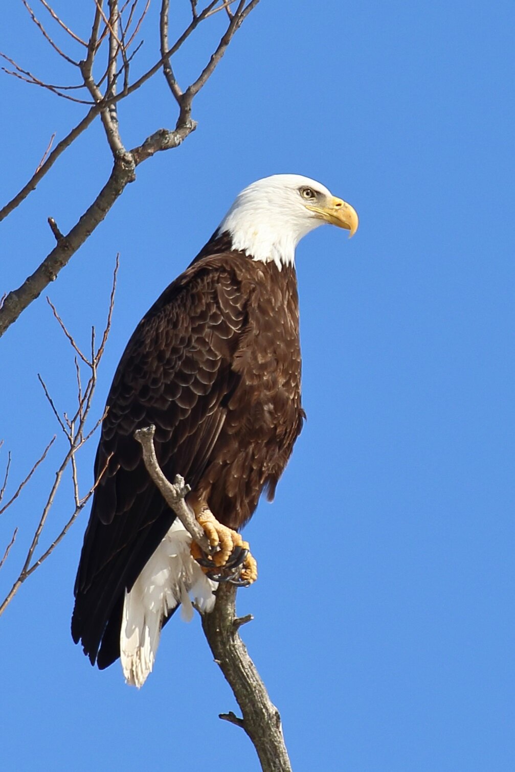 eagle photo.jpg