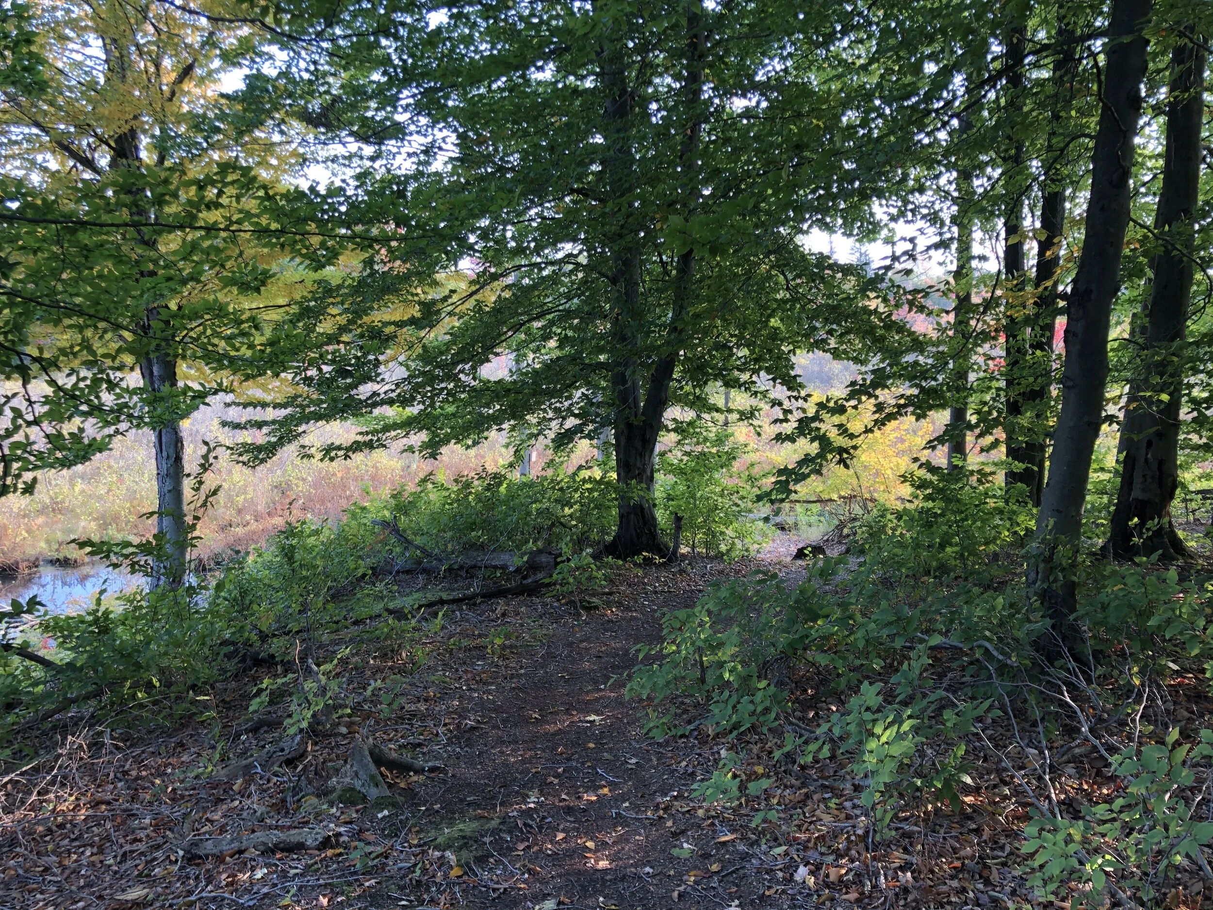 Habitat Management Walk at Macyville Woods