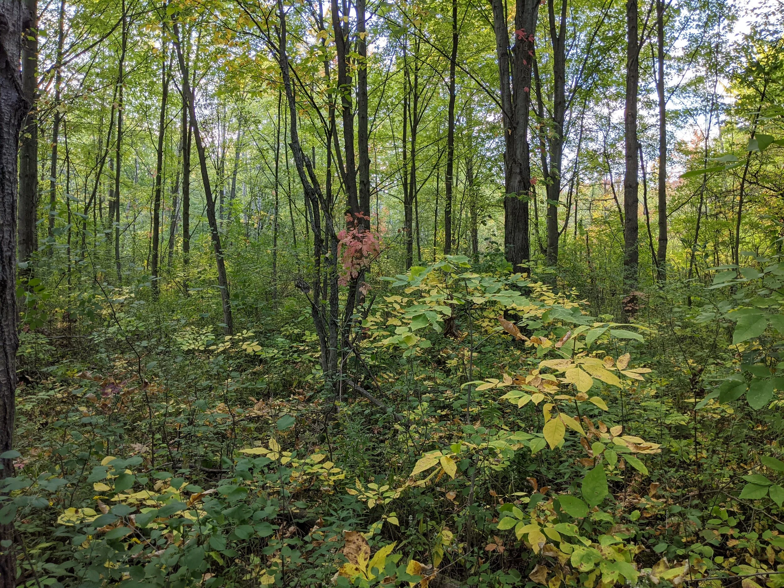 Deer Management Program Finds Success in Chili