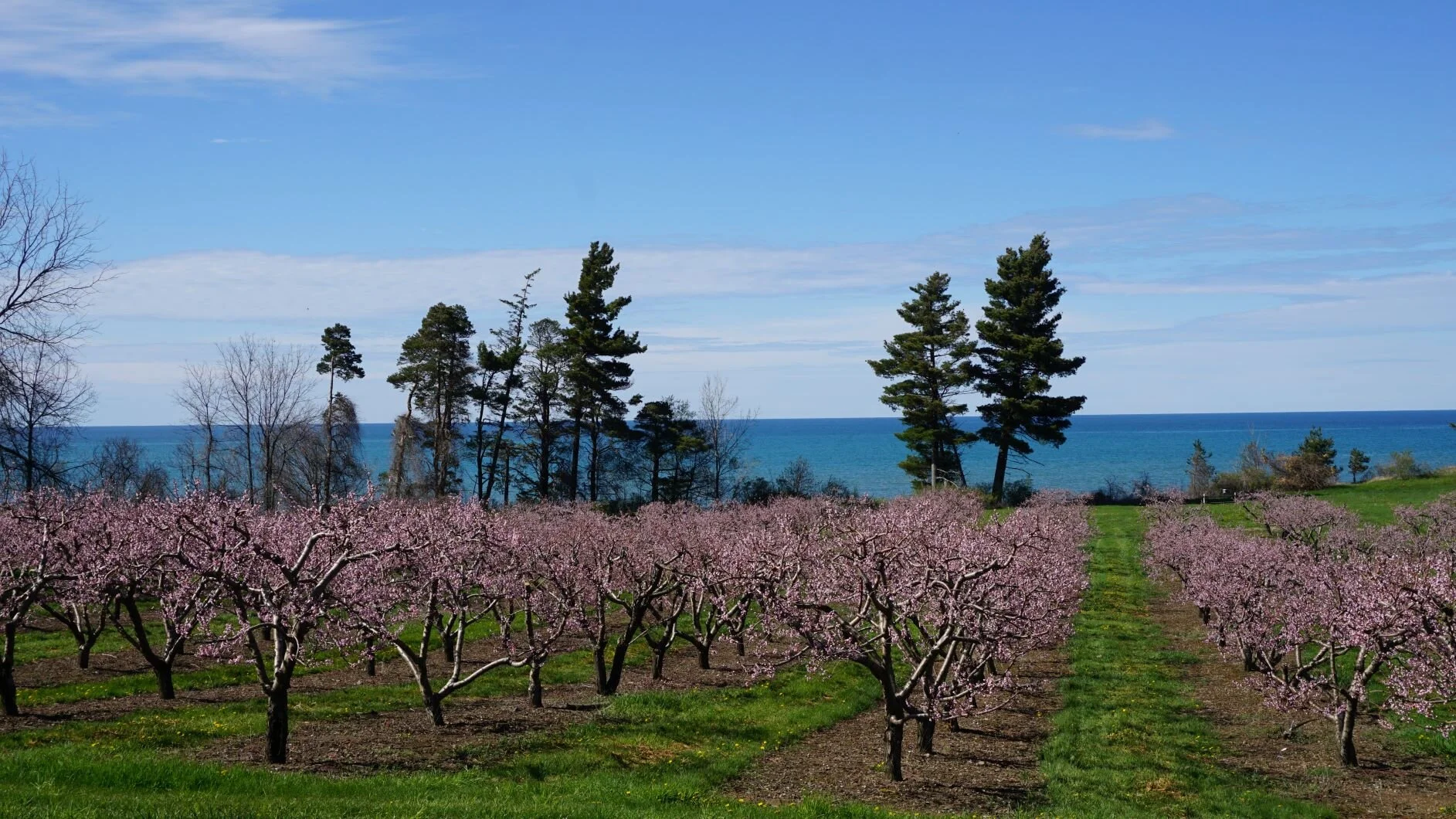 Cornwall peach orchard3sm.JPG
