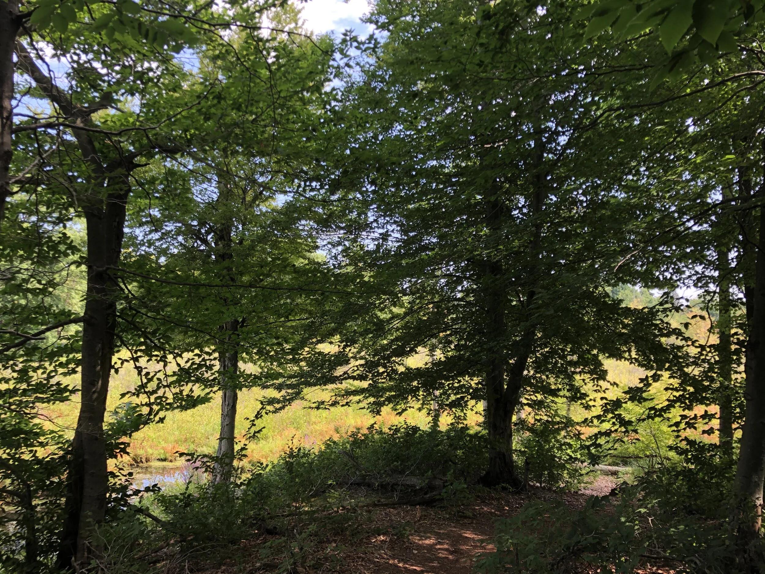 Naturalist Walk at Macyville Woods Nature Preserve