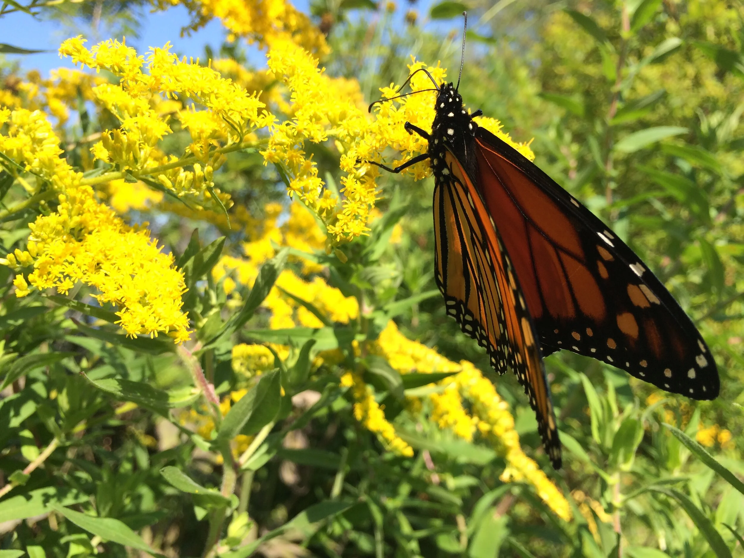 Strategic Plan Completed