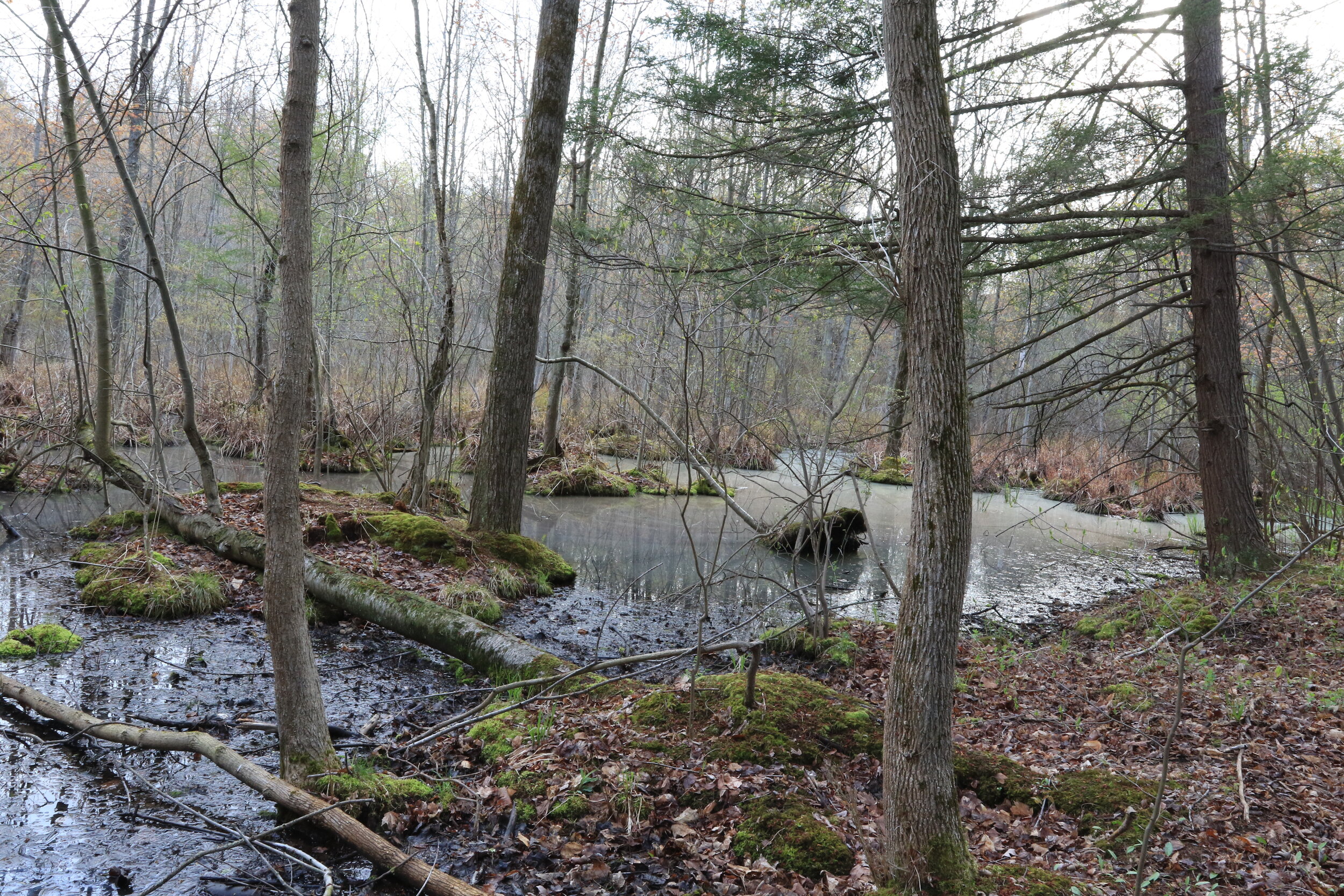 Wetland.JPG