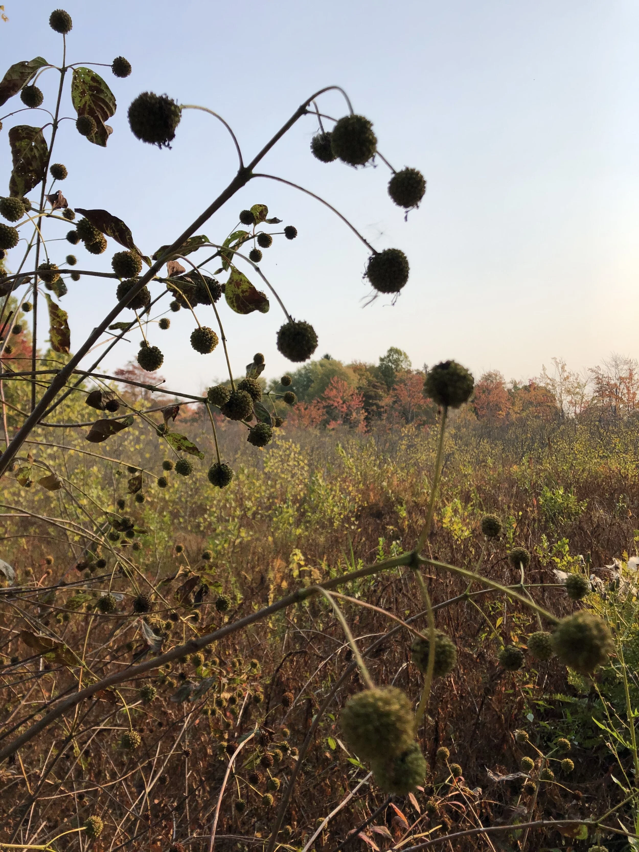 Trail Keepers: Macyville Woods Nature Preserve