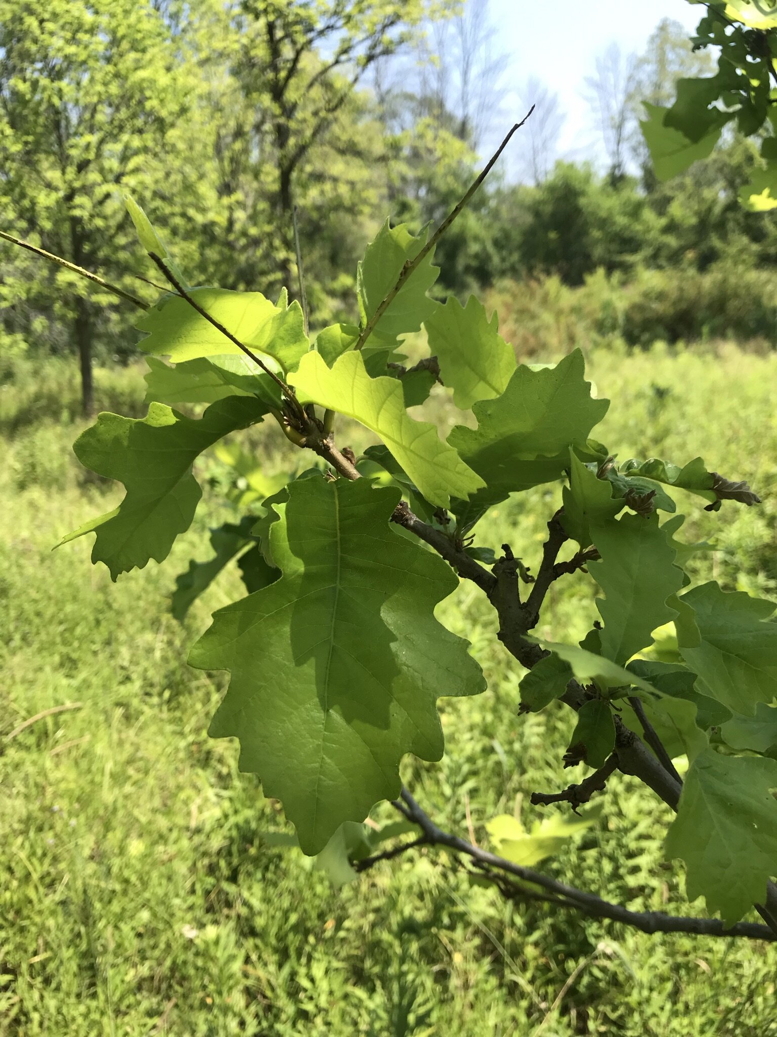Mercer Swamp white oak (1).JPEG