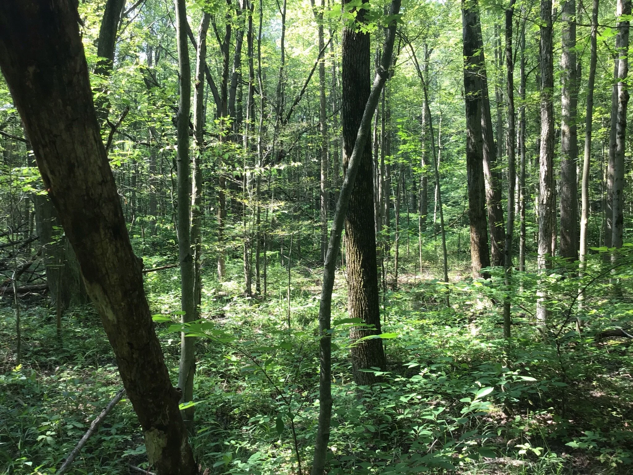Mercer Conservation Easement