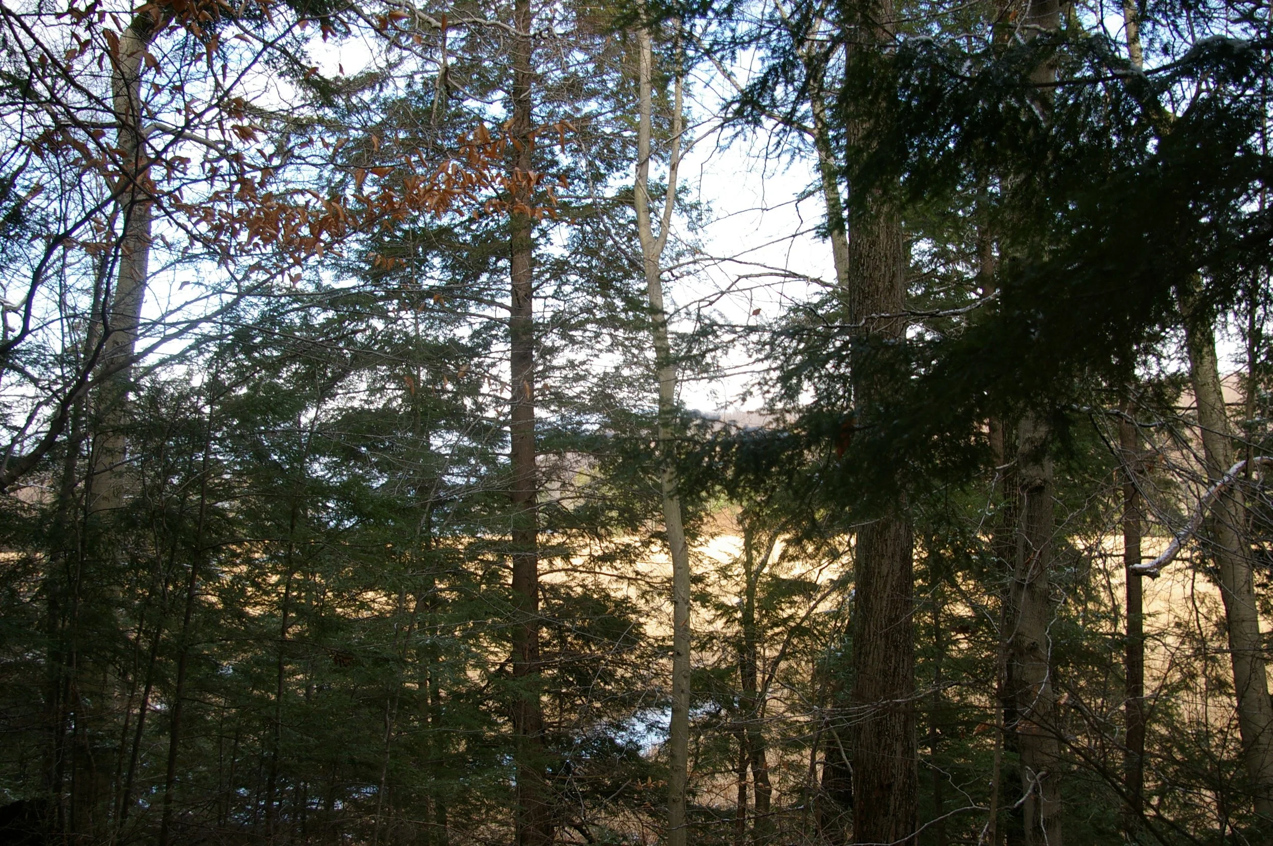 Forest Revitalization Project at Alasa Farms - Partner Event