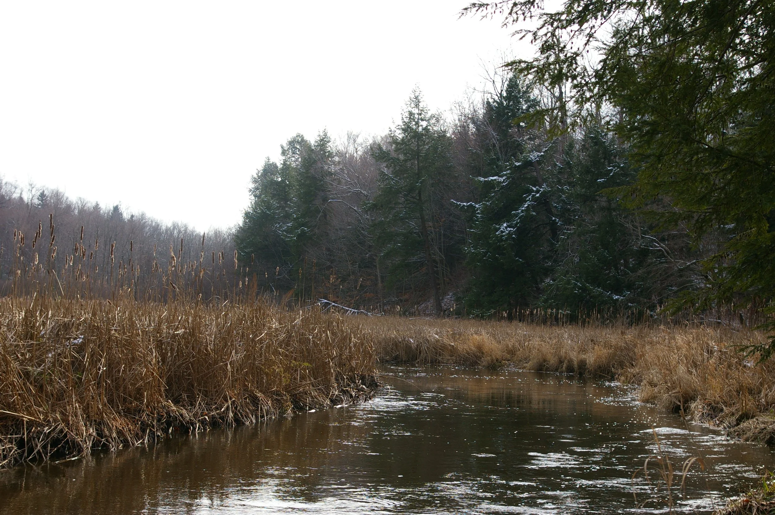 Forest Revitalization Project at Alasa Farms - Partner Event