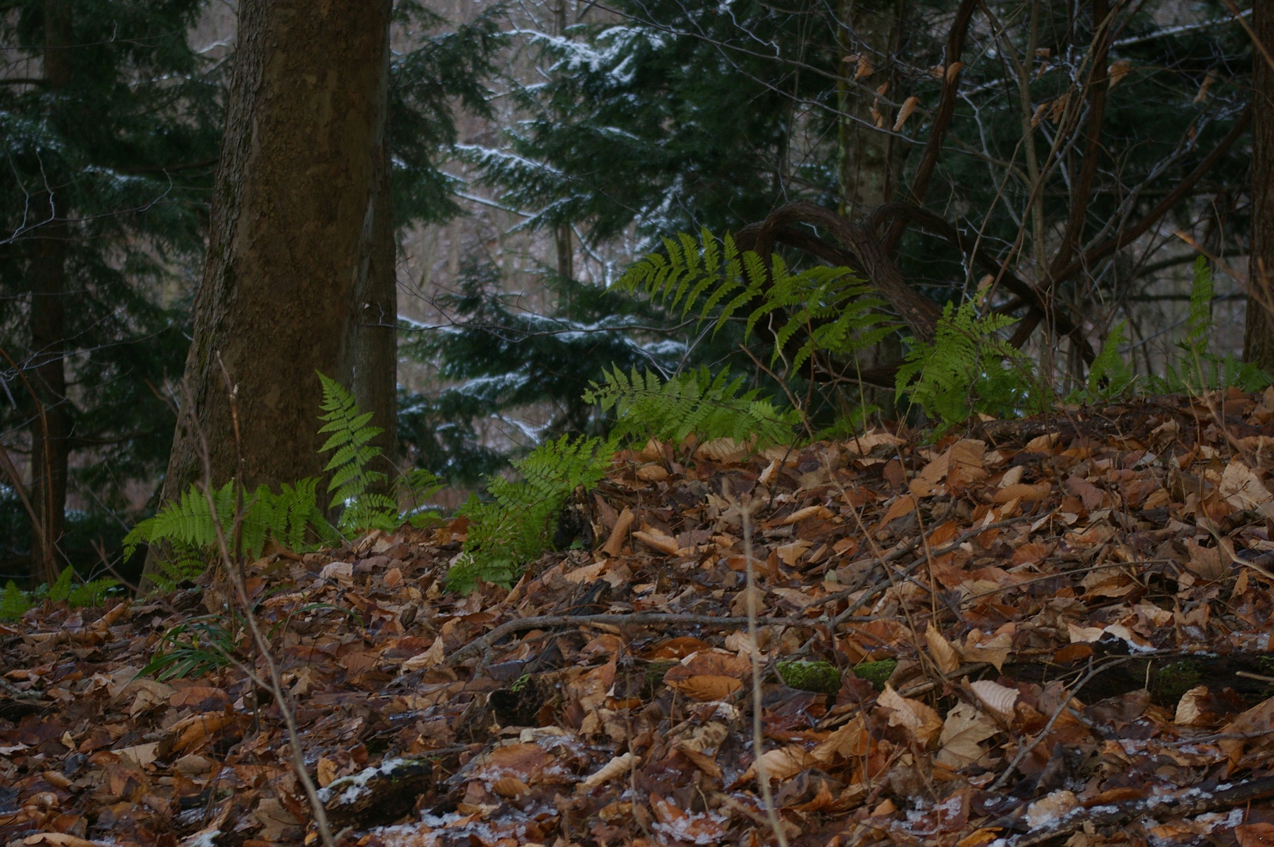 Forest Revitalization Project at Alasa Farms - Partner Event