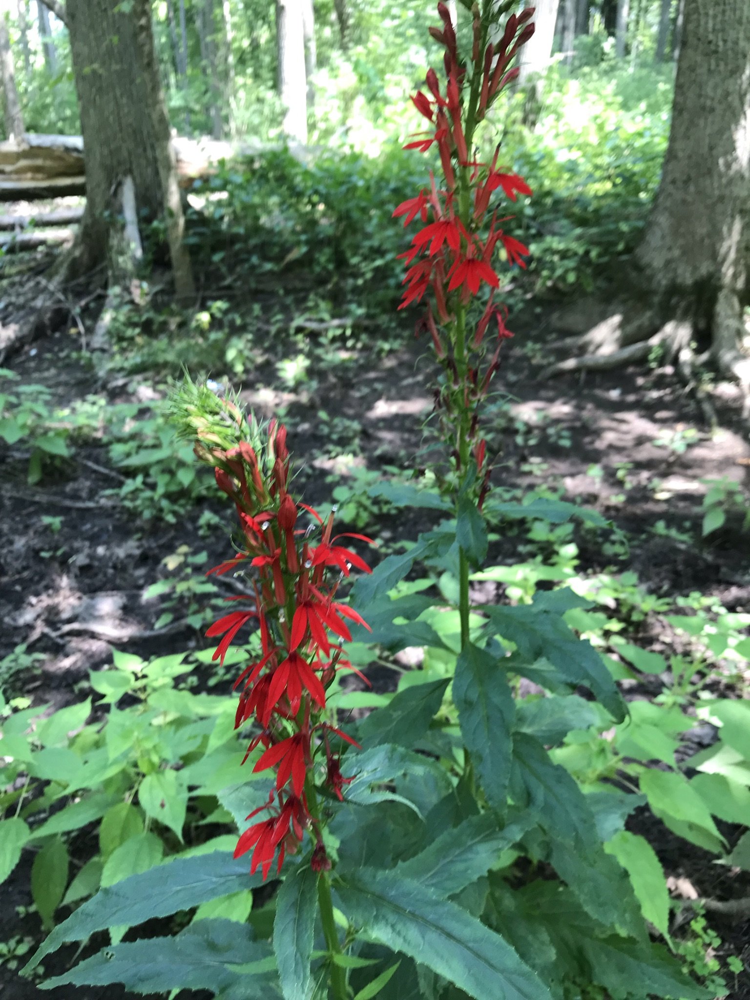 Mercer Cardinal Flower (2).JPEG