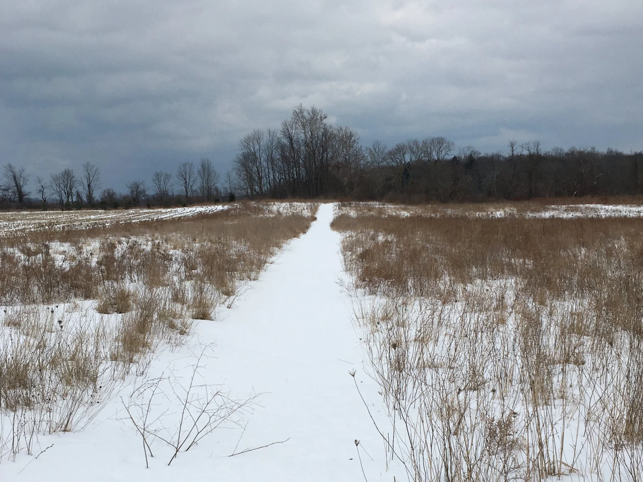 Guided Winter Walk- Parma Sneak Peek
