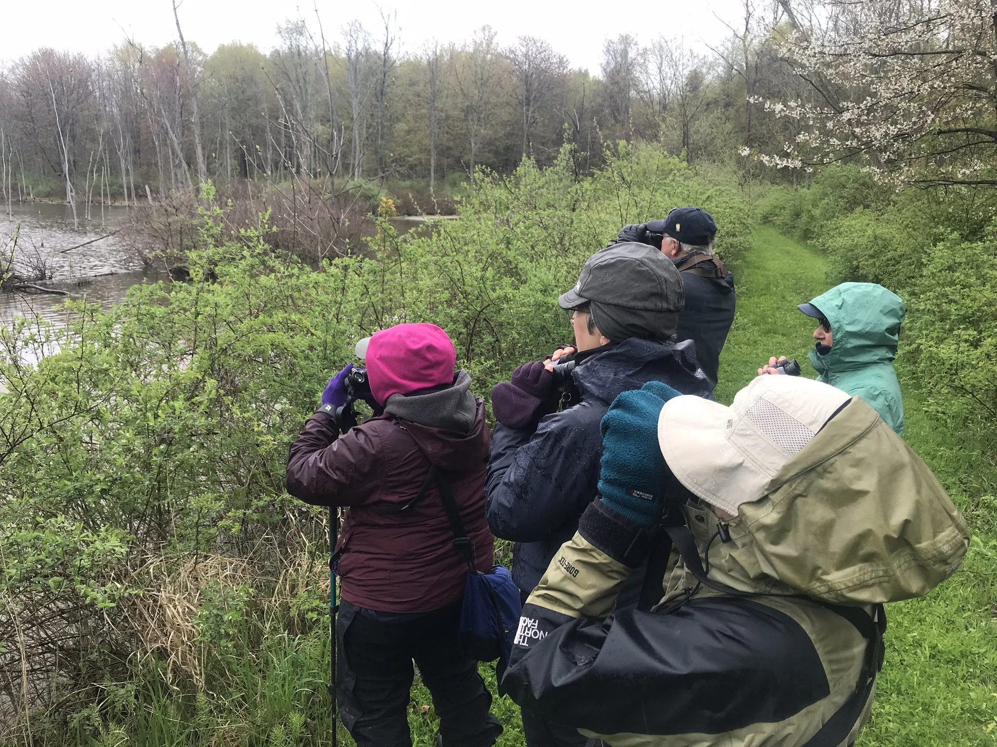 Birding at Amy's Ponds with Rochester Birding Association