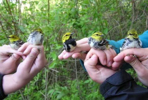RESCHEDULED: Ice Cream Social and Braddock Bay Bird Observatory Open House