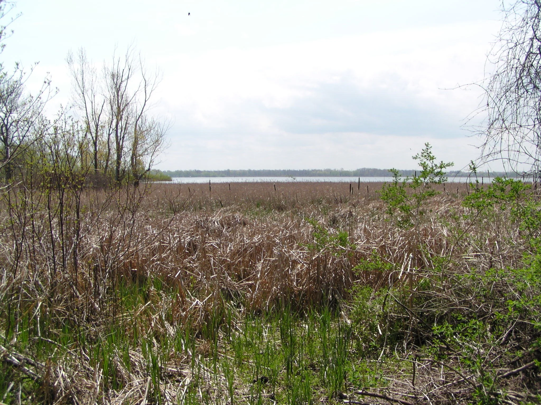 Birding at Manitou Beach Preserve with Rochester Birding Association