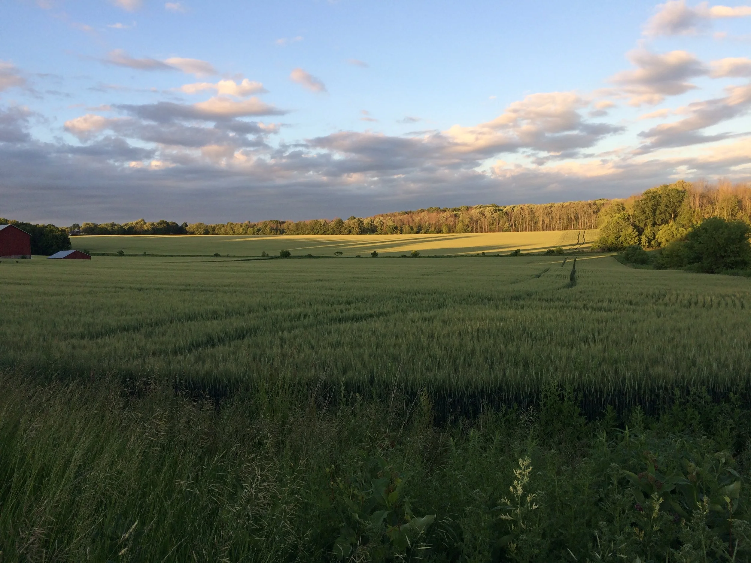 5 Grants Secured Worth $5 Million to Permanently Protect 1000+ Acres of Farmland