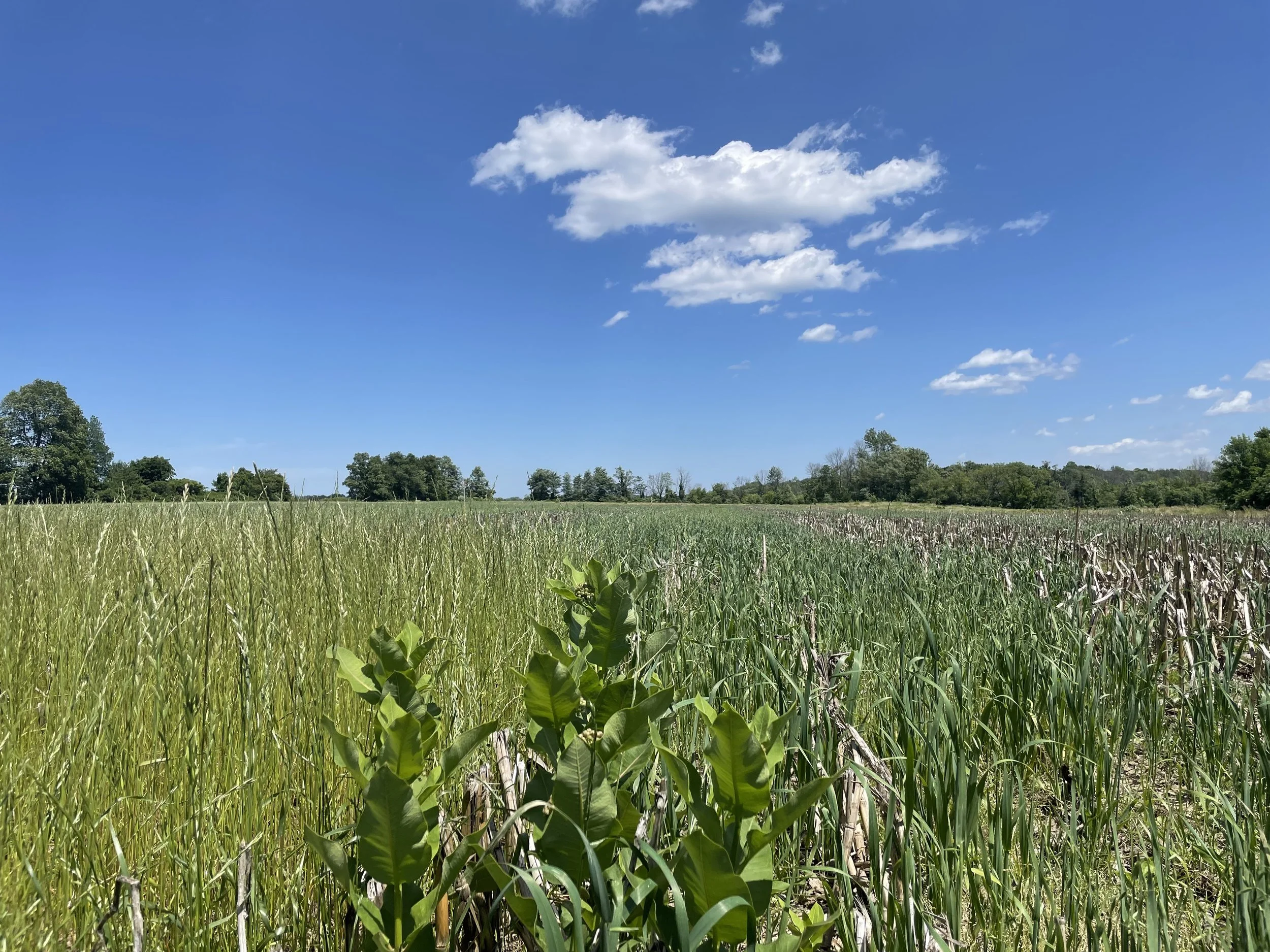 The Making of a Meadow, Just in Time