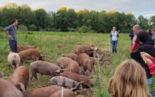 Want to see a farm in action? Join us for a free tour of Stonecrop Farm in Rush/Henrietta Sept. 20 from 4:30-6. Pre-registration is required, and folks of all ages are welcome. We have 11 spots left! 

Please note - the ground is uneven and not recom