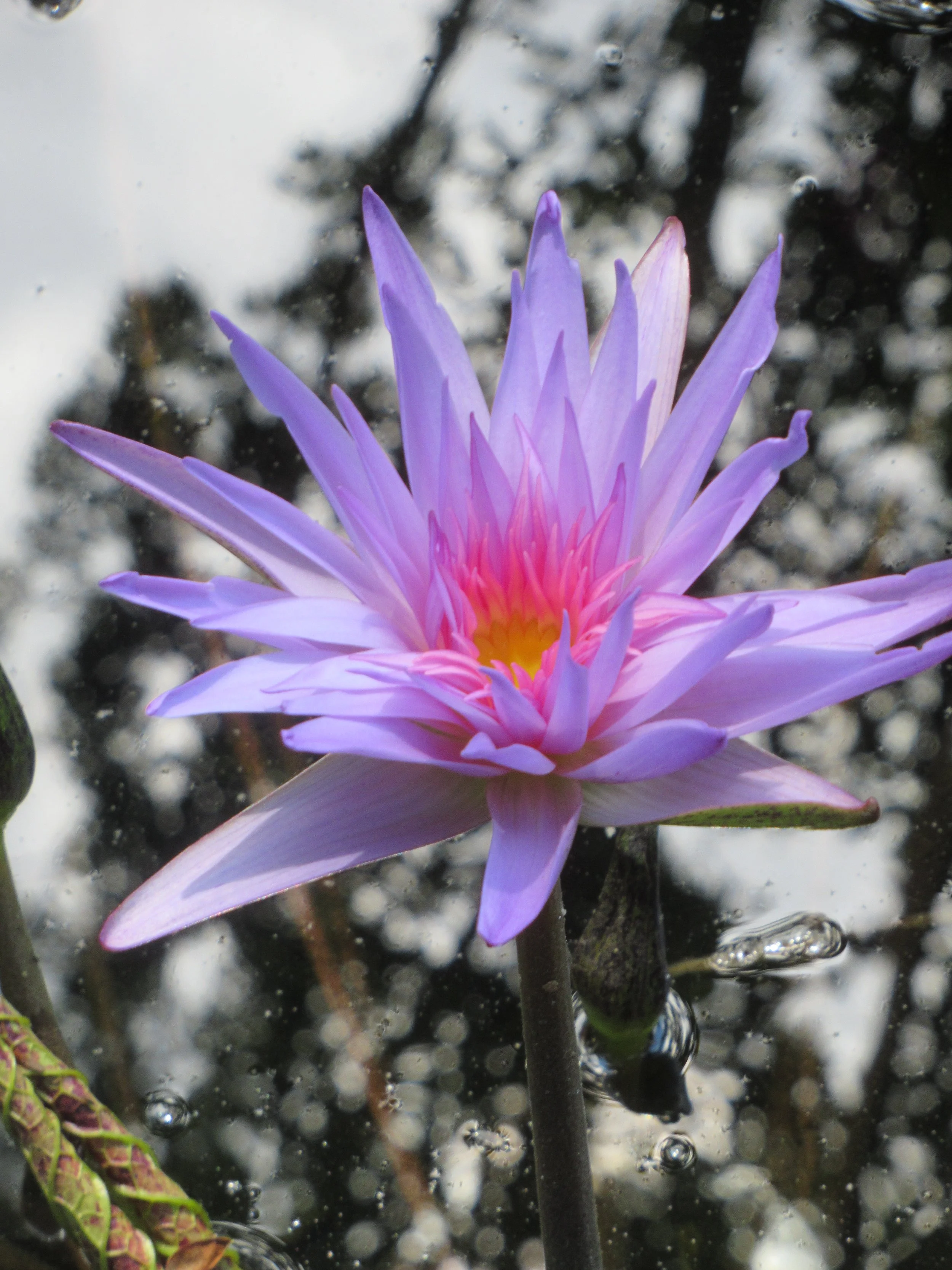 Lunch n Learn Online: Native Plants for Your Yard