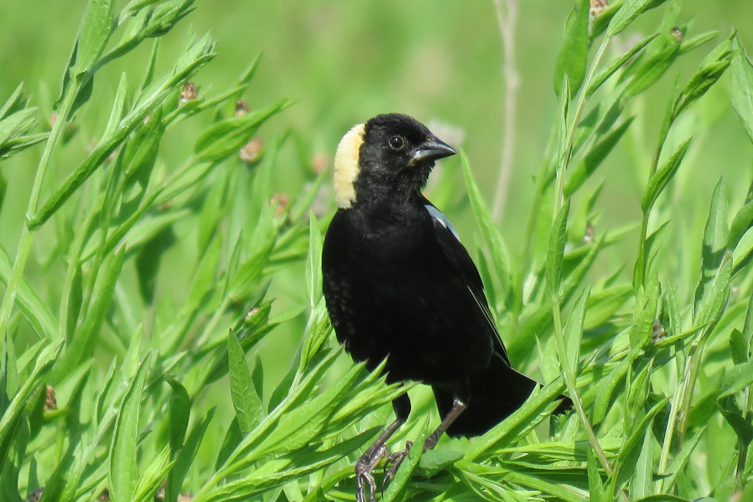 More Than Half of US Bird Species in Decline - State of the Birds Report 2022