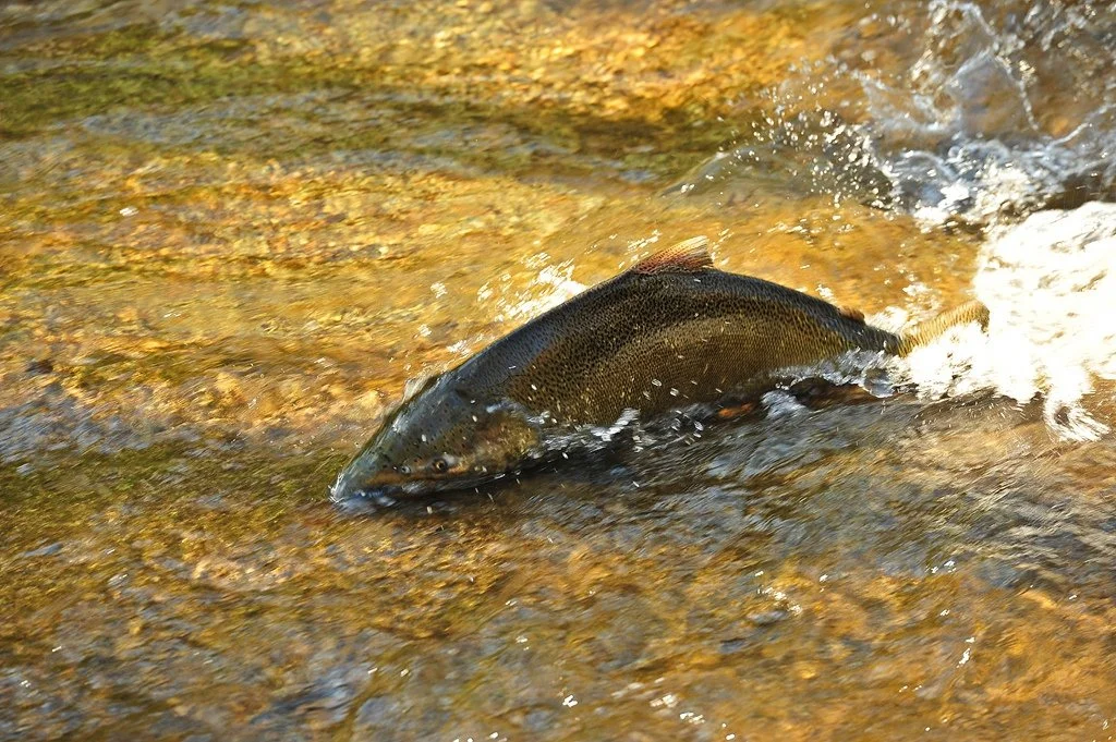 Kids Trout Fishing Derby- Partner Event