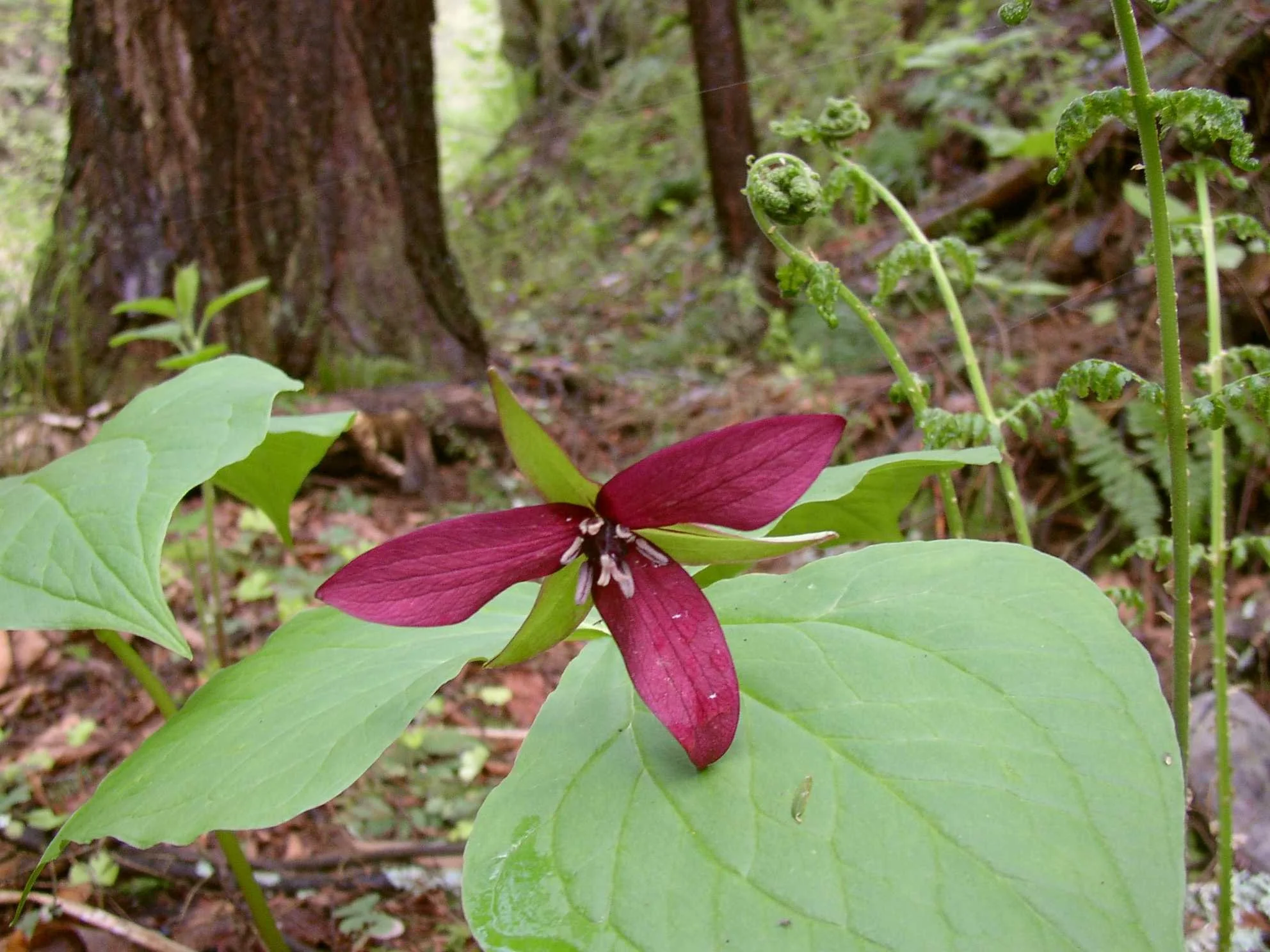 Spring Wildflowers Stroll - FULL