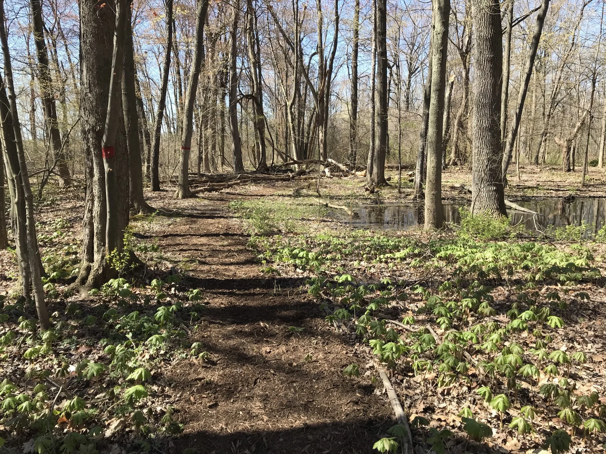Trail Keepers: Island Cottage Woods
