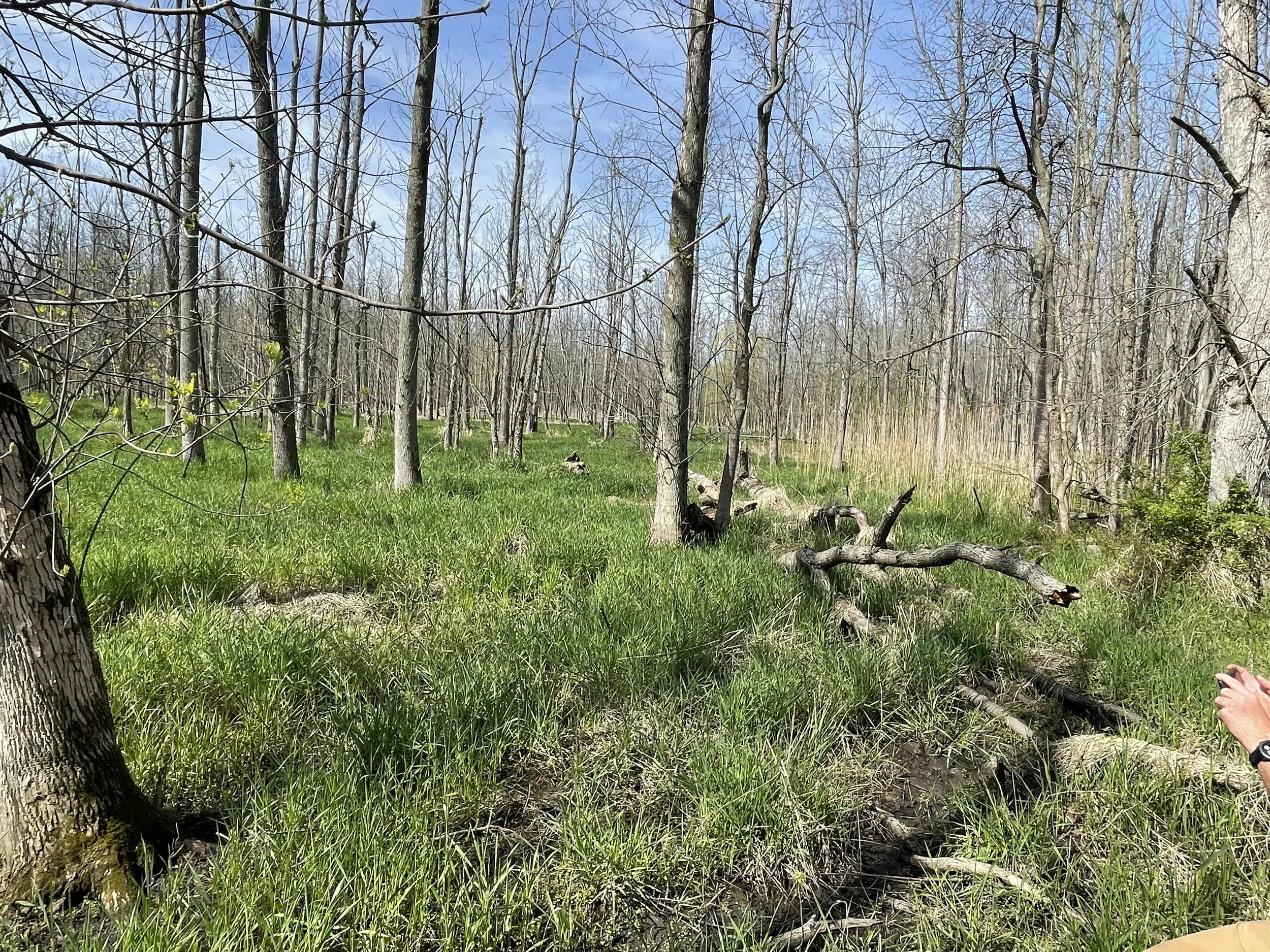 Update on Deer Creek Woods