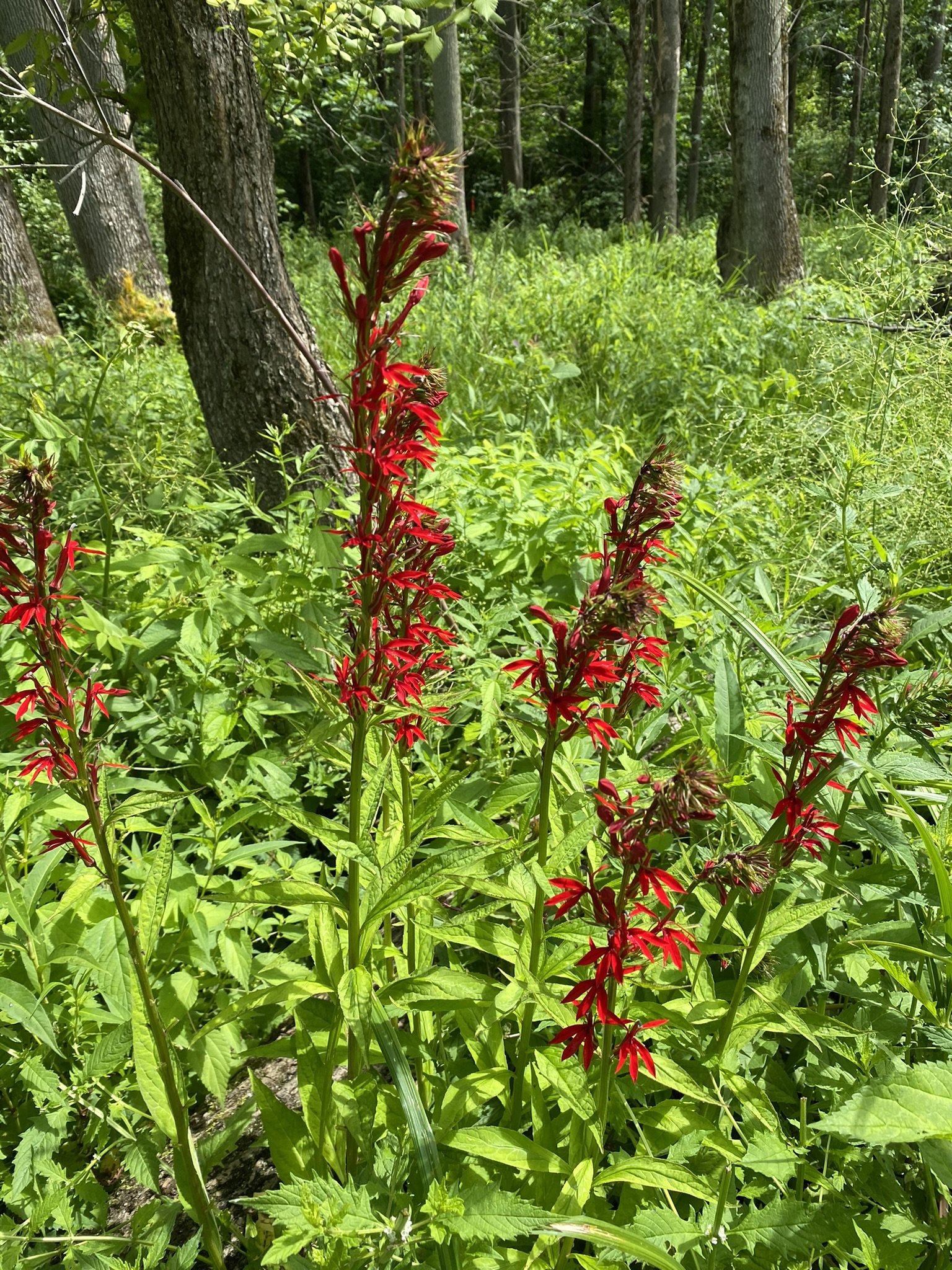 Update on Deer Creek Woods — Genesee Land Trust