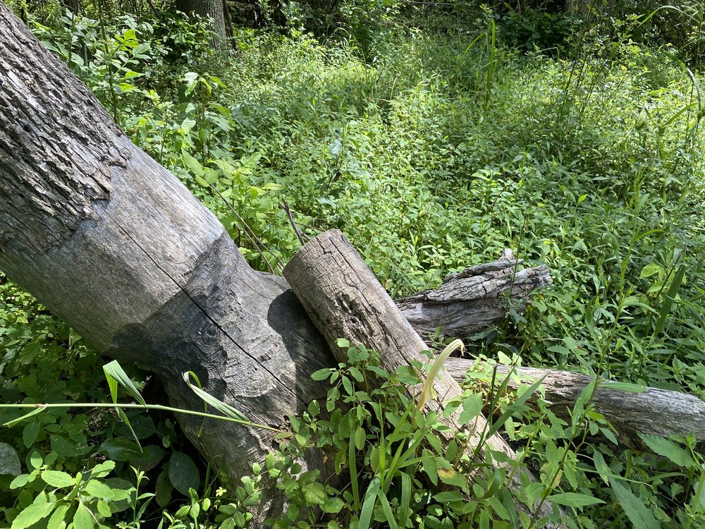 Signs of old beaver activity