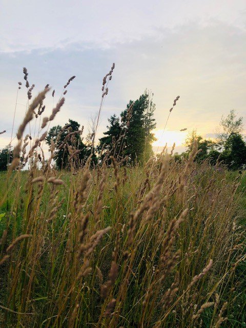 sunset through meadow grass.jpg