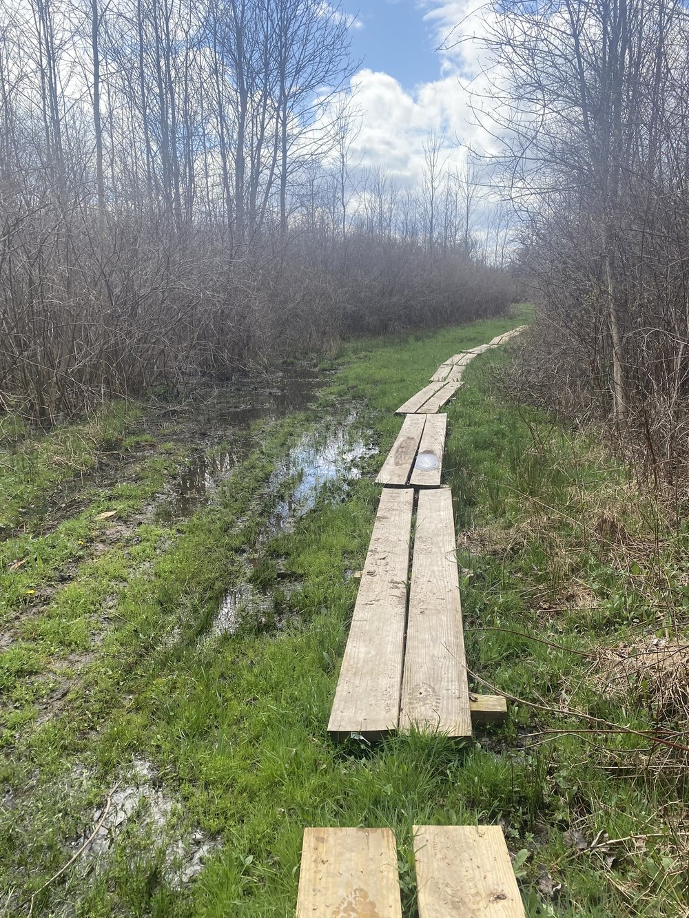 Bog Board and wet trail.JPEG