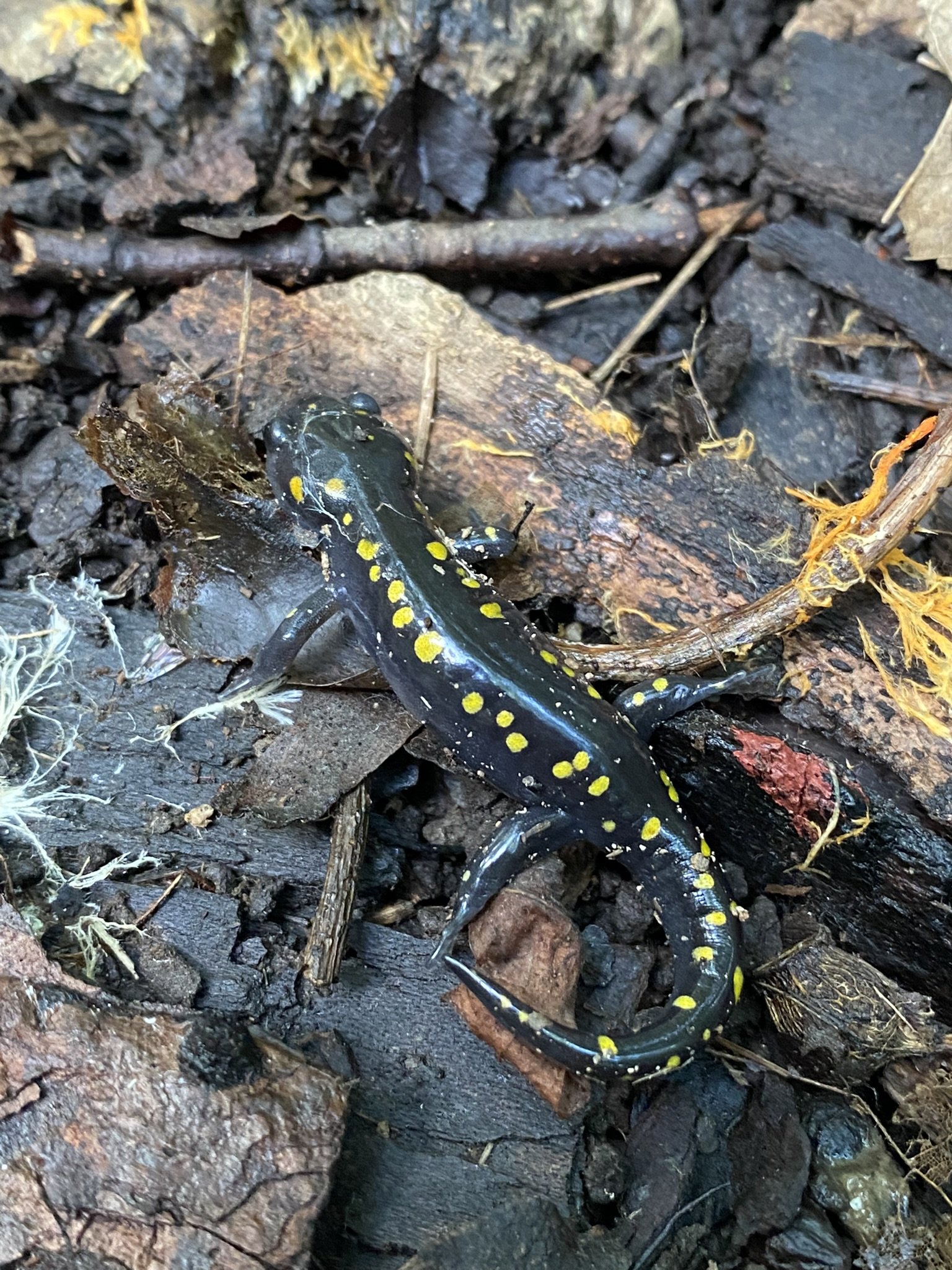 Spotted salamander (1).JPEG