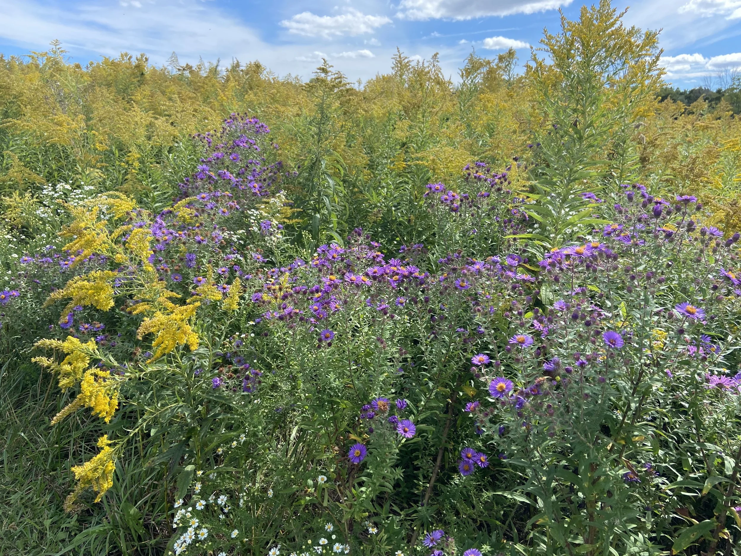 Trail Keepers: Salmon Creek Nature Preserve