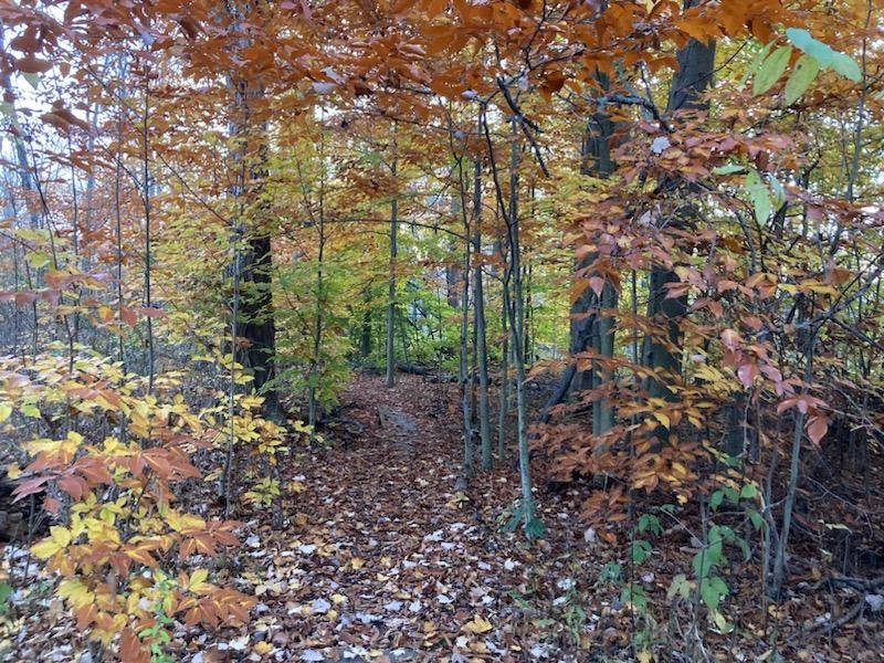 Trail Keepers: Island Cottage Woods