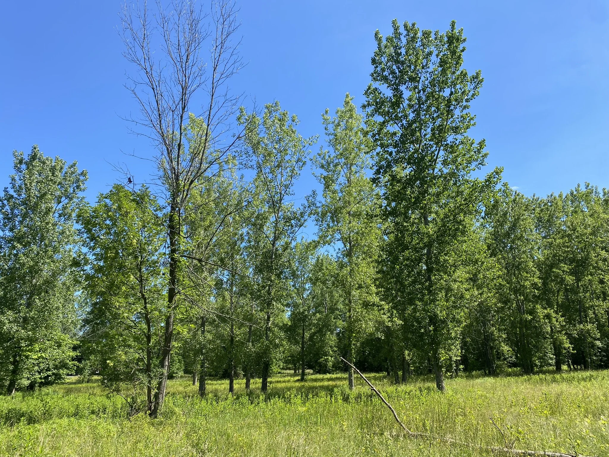Deer Creek Woods Opening Celebration