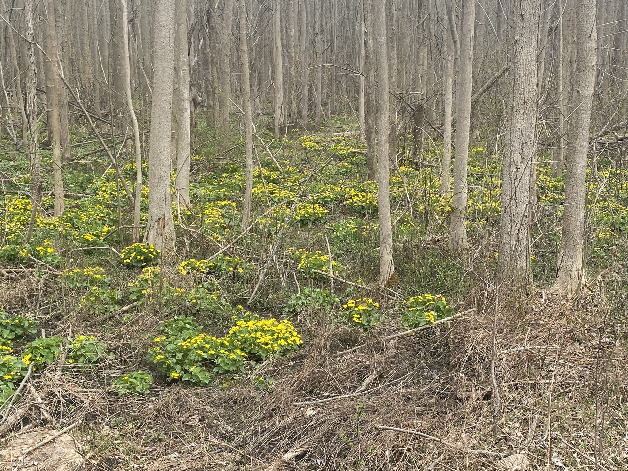 Marsh Marigold flowering 2.JPEG