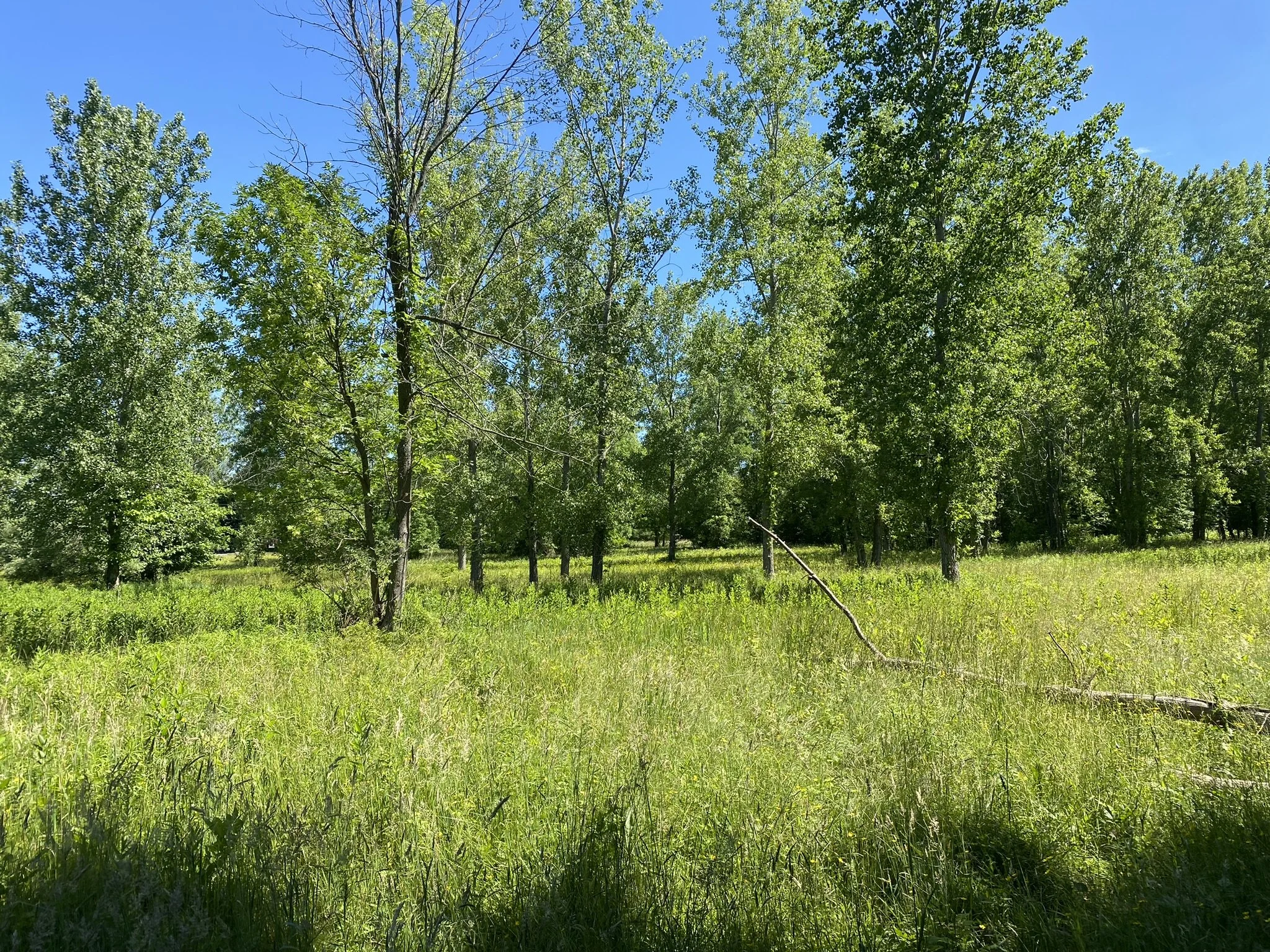 Deer Creek Woods East