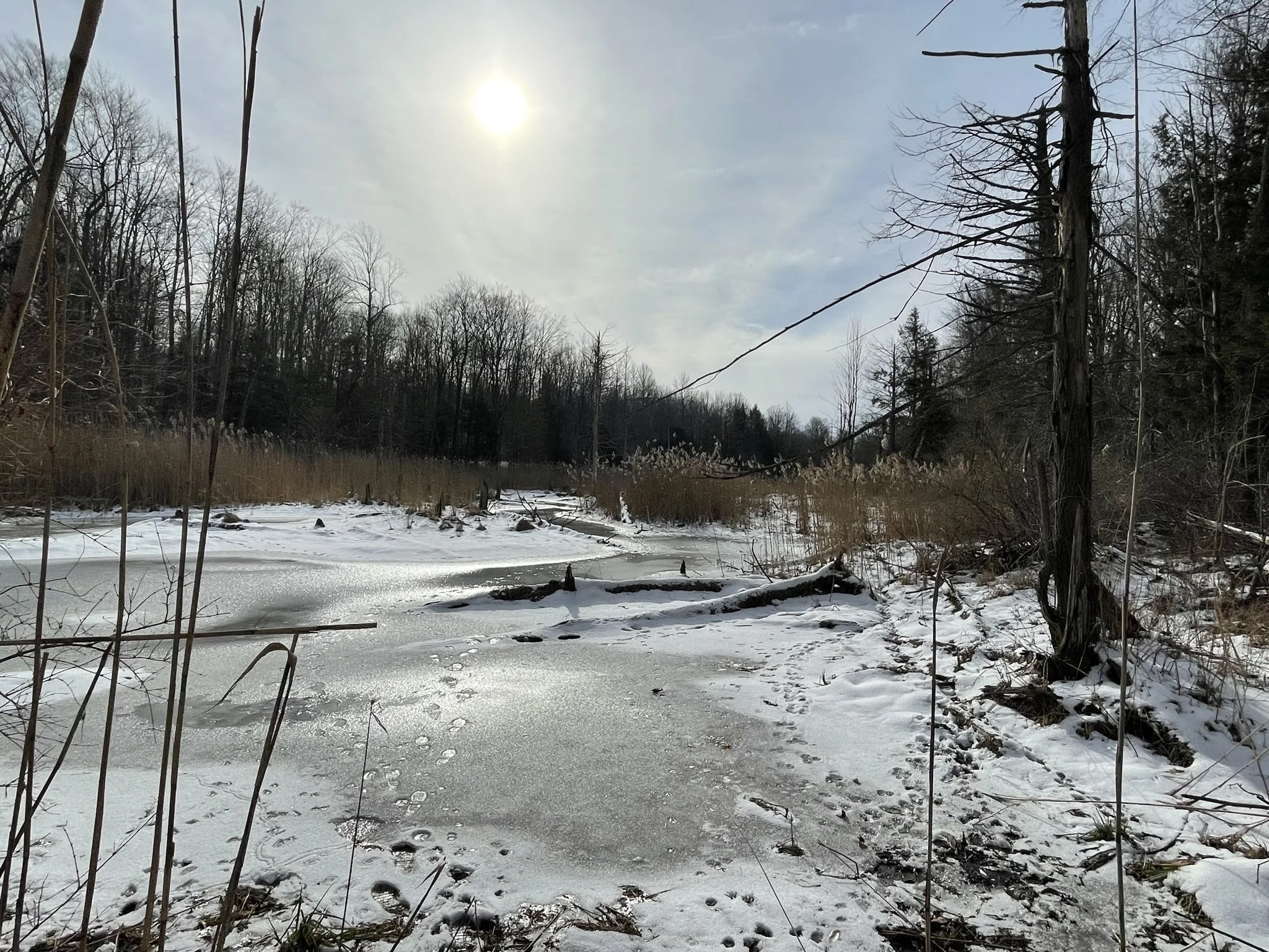 Special Winter Excursion: Signs of Wildlife (FULL)