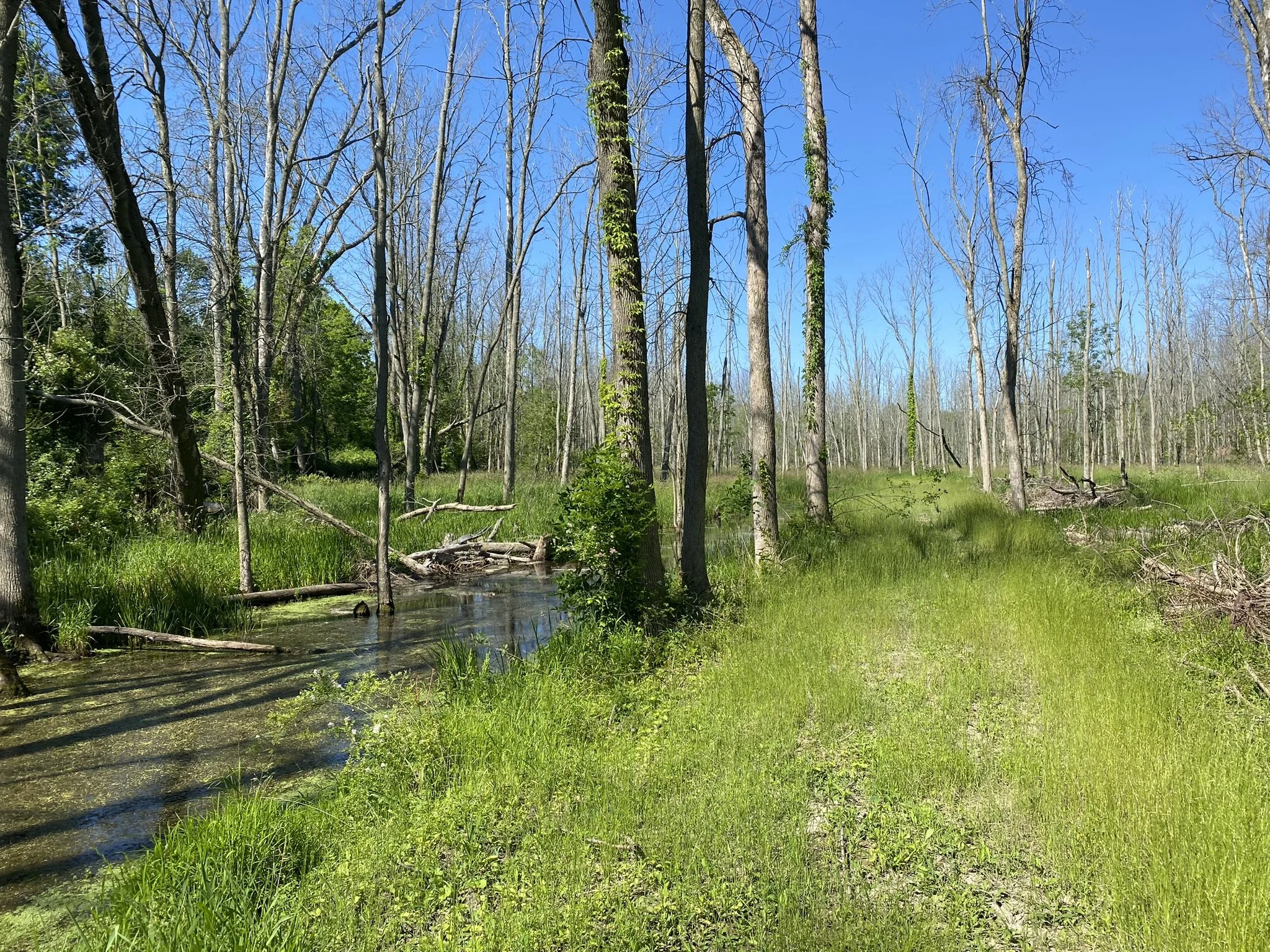 Deer Creek Woods West