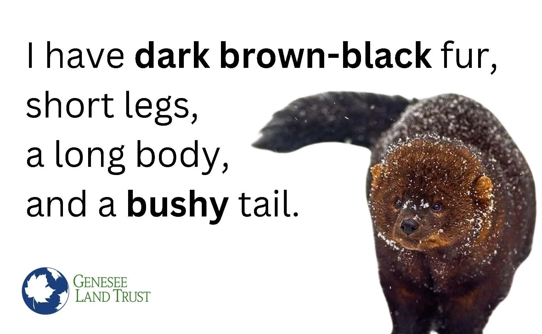 Meet the Fisher: Fun Facts From 1st Day Hike — Genesee Land Trust