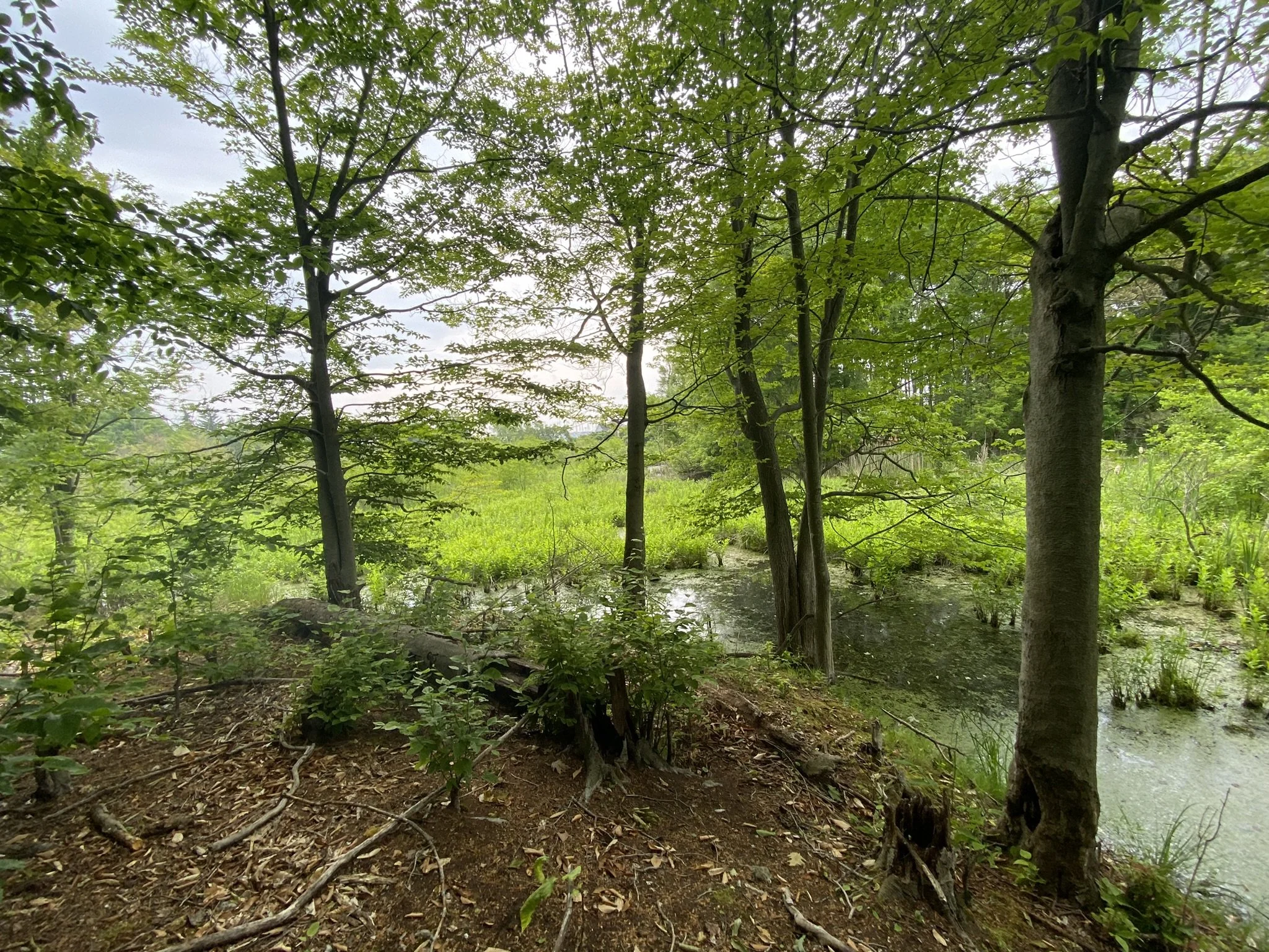 Trail Keepers: Tree Planting at Macyville Woods Nature Preserve