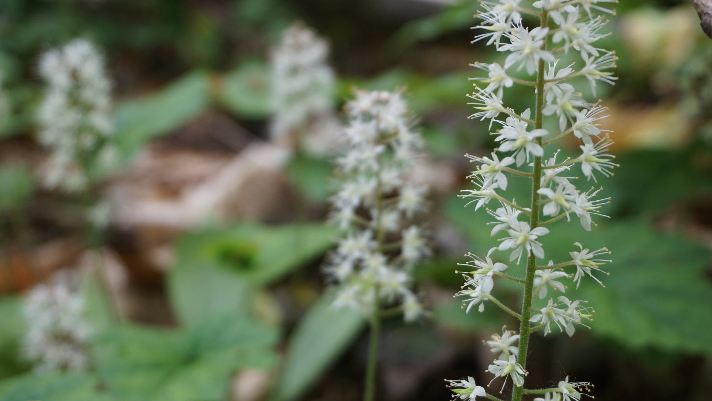 Heartleaf foamflower- Crowfields (3).JPG