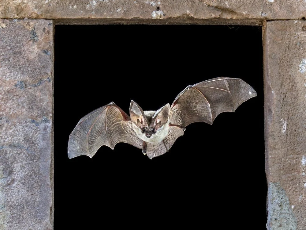 Creatures of the Night Walk