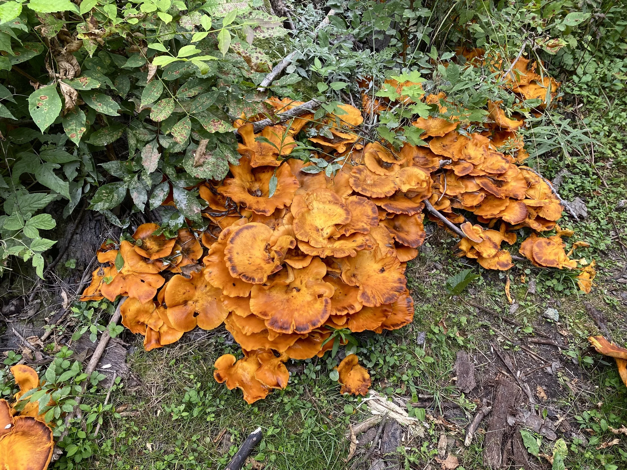 Magic of Mushrooms (Longer PM Walk)