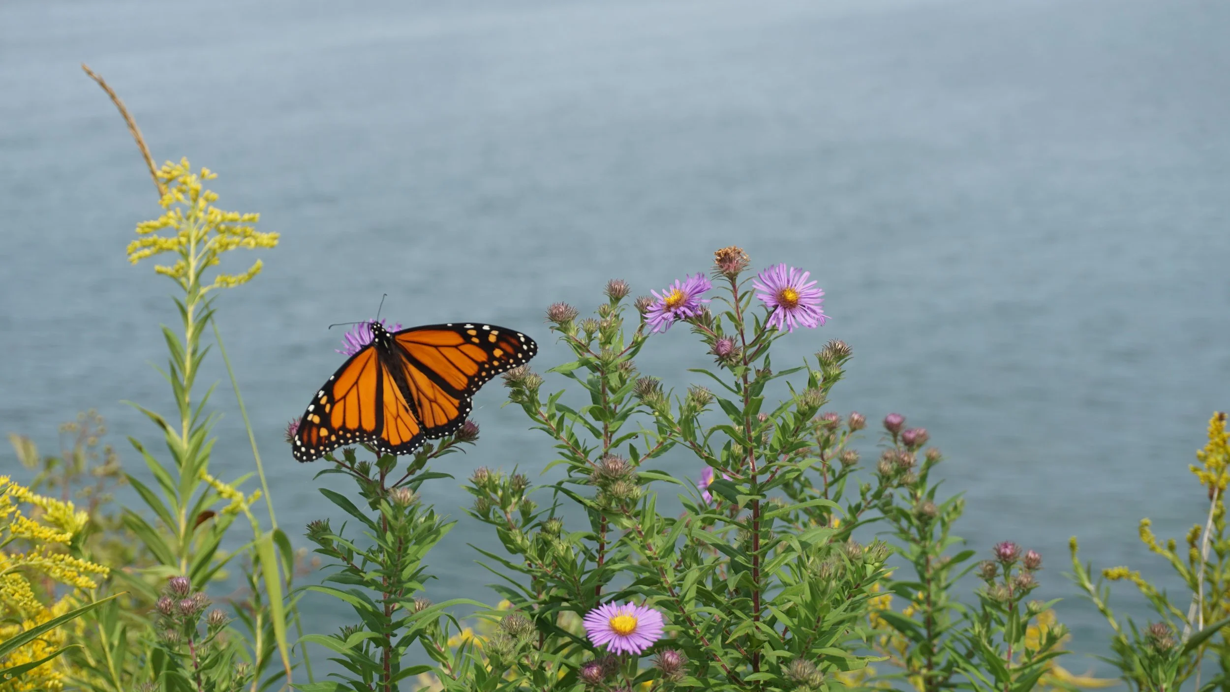 Monarch on Aster- Cornwall (1).jpg