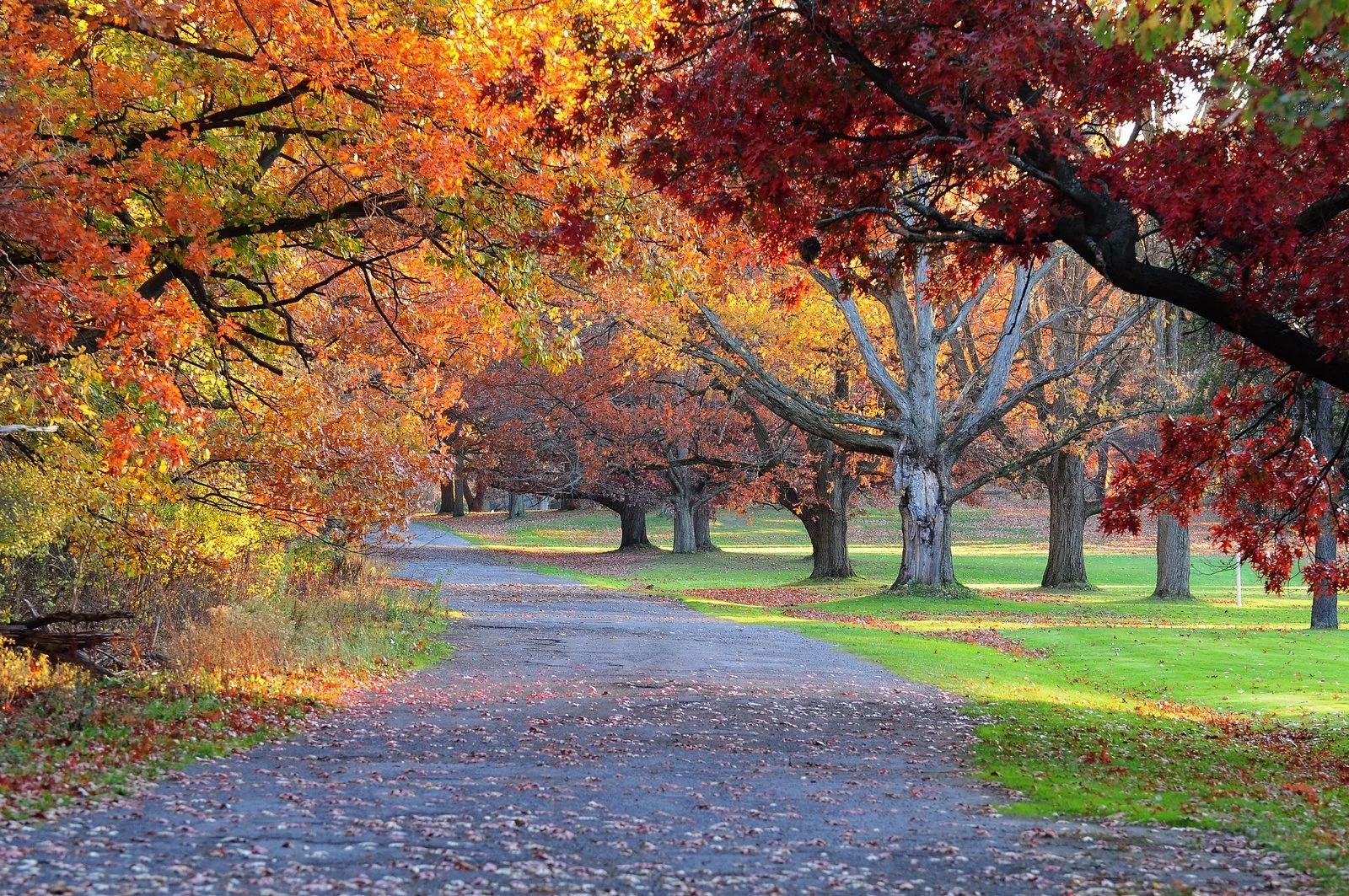 Roaming the River: Indigenous Stories of Genesee Valley Park